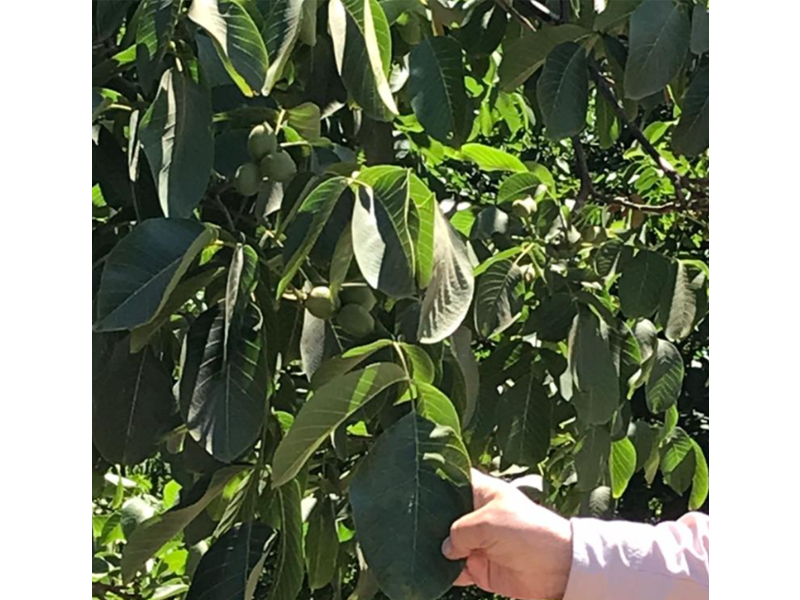 Greenex Revitalizador fisiológico 1lt