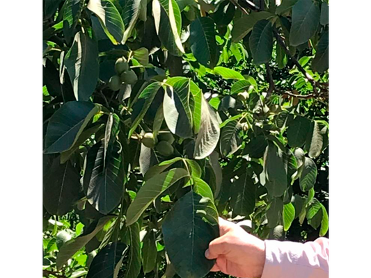 Greenex Revitalizador fisiológico 1lt