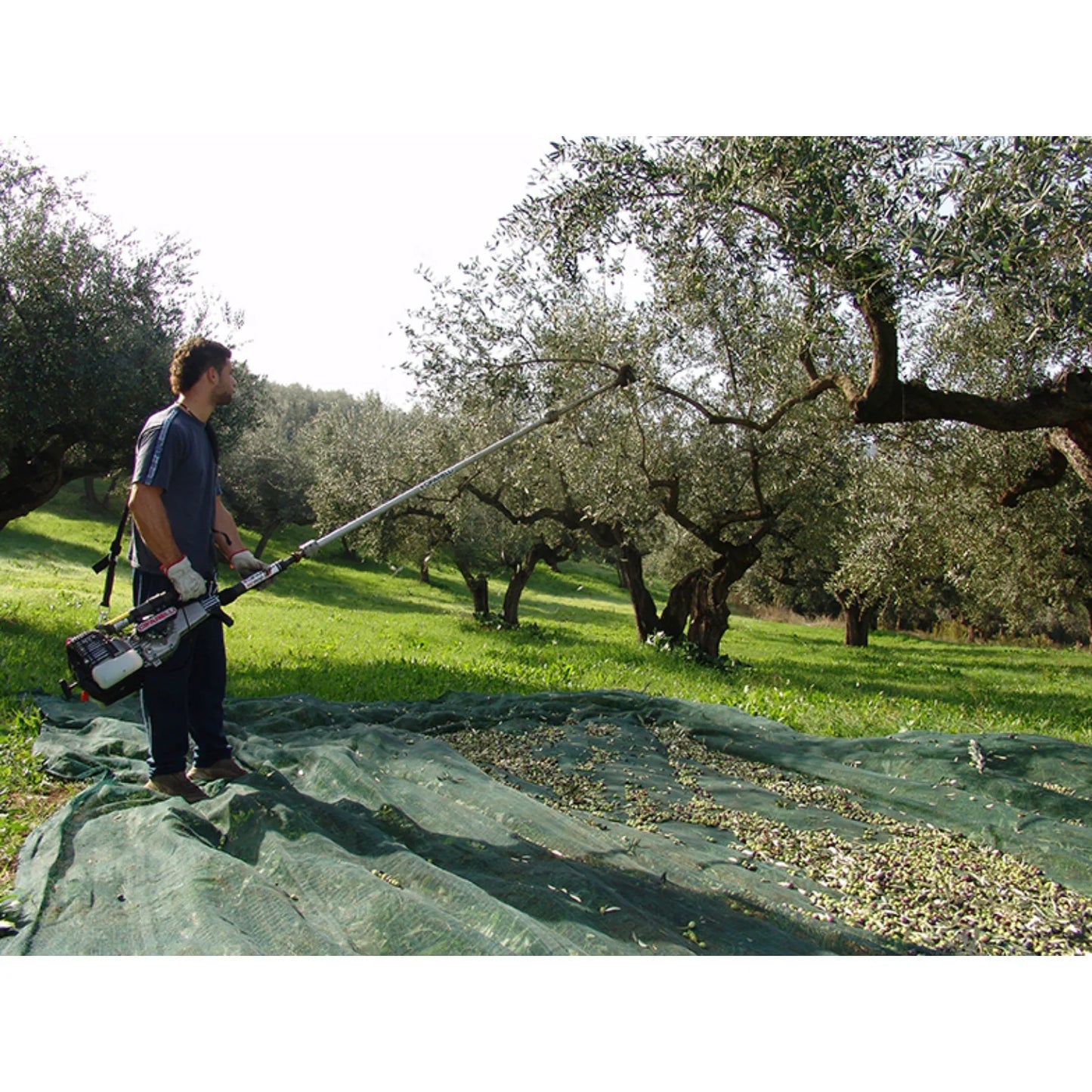 Cosechador de Olivos CIFARELLI SC-800