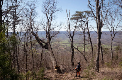 Motosierra Husqvarna 585